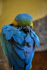 Obraz premium Blue parrot