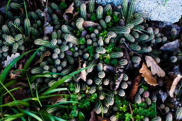 Fototapeta premium Piante grasse Chamaecereus