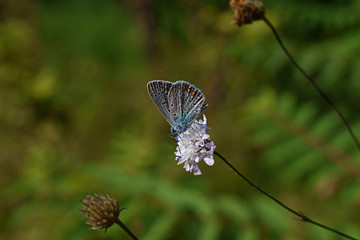 Blue butterfly on flower . A blue butterfly perched on a white flower on a green meadow .  Summer , green meadow , light , sun , colorful butterfly , green grass , green leaves, flowering flower.