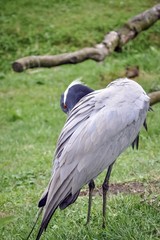 Grus grus the common crane hiding
