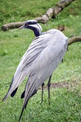 Grus grus the common crane looking away