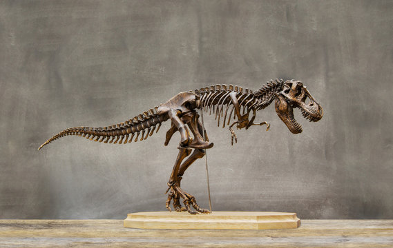 Fossil skeleton of Dinosaur king Tyrannosaurus Rex ( t-rex ) on wooden base and blackboard background.