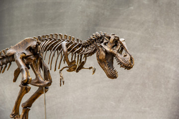 Fossil skeleton of Dinosaur king Tyrannosaurus Rex ( t-rex ) on blackboard background retro vintage...