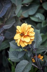 Bee on yellow flower