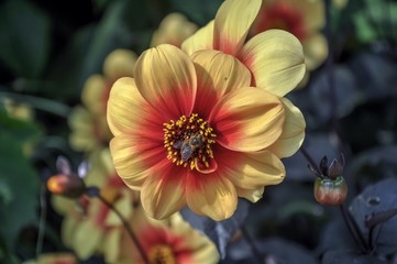 Bee on yellow orange flower