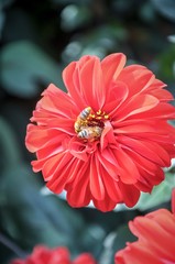 bee on red flower