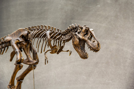 Fossil skeleton of Dinosaur king Tyrannosaurus Rex ( t-rex ) on blackboard background retro vintage style and copy space.