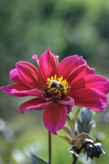 Obraz premium Red pink flower with bee