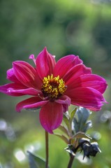 Obraz premium Red pink flower