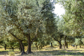 olive groves in the countryside in Italy. Mediterranean agriculture
