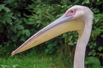 portrait of a pelican