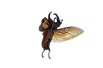 Rhinoceros beetle