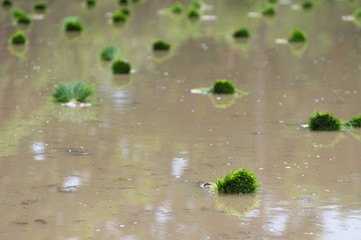  Rice seedlings