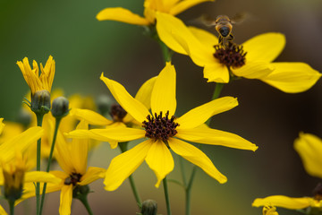 Tall Tickseed Flowers in Bloom