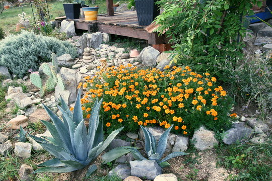 une rocaille fleurie