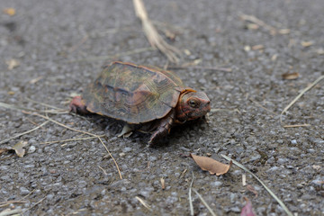 リュウキュウヤマガメ