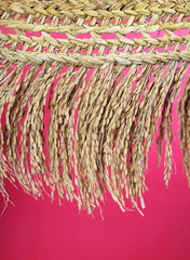 Harvested dried rice bunch 