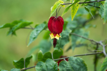 Trailing Abutilon Flower in Bloom