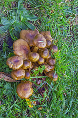 Mushrooms in the grass