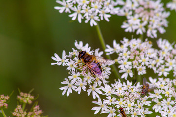 Bee on the flower