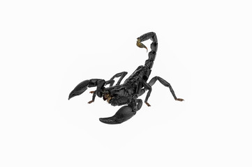 scorpion isolated