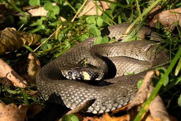 Natrix is a genus of colubrid snakes, grass snakes or water snakes, resting in the sun between the grass and the leaves