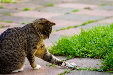Cat playing with his prey.