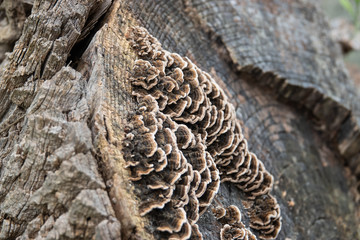 Turkey Tail Mushrooms on Tree Stump