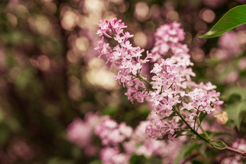 Obraz premium A branch of lilac with pink flowers in the spring on blurred background