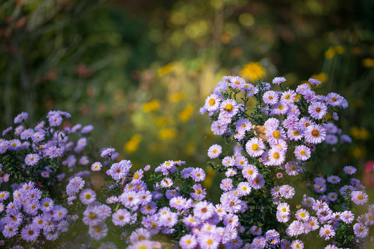 Aster novi-belgii