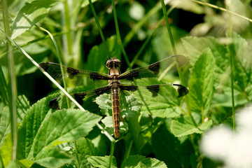 Twelve Spotted Skimmer Perched on Stalk