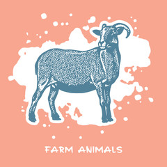Goat standing - vector graphic illustration. 
Beautiful drawing portrait of a farm animal. Picture in pastel colors is a design element and clip art. 
