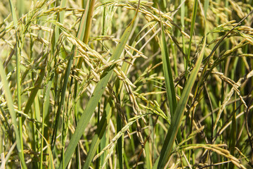 Obraz premium Background and Wallpaper Close up Image of yellow golden rice seed. Harvest season in field during the sunny time.