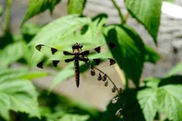 Twelve Spotted Skimmer on Bellflower Stalk