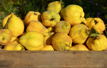 Quinces harvest Cydonia oblonga