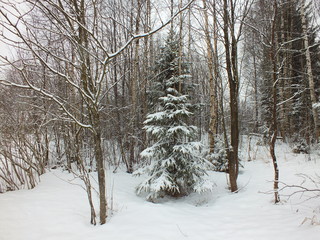 forest in winter