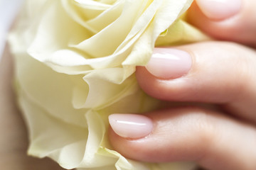 white rose in a woman's hand with a beautiful manicure