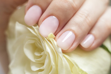 white rose in a woman's hand with a beautiful manicure