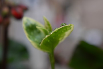 Green leaf