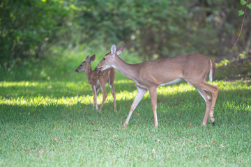 Doe and momma Deer