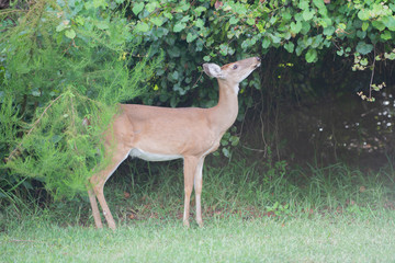 Deer Eating