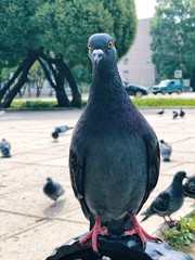 pigeon 