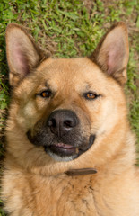 close-up of the head of a German Shepherd dog