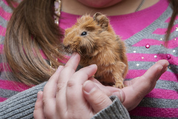 Guinea pig in child's hands