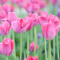 wonderful tender pink tulips blooming in the garden