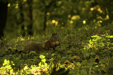 squirrel with a nut on a green meadow in autumn