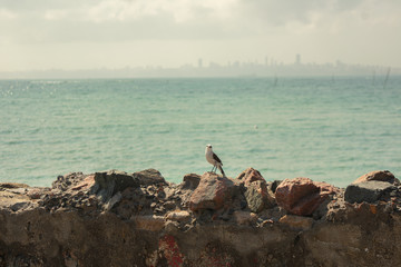 Fototapeta premium Little bird at the rocks