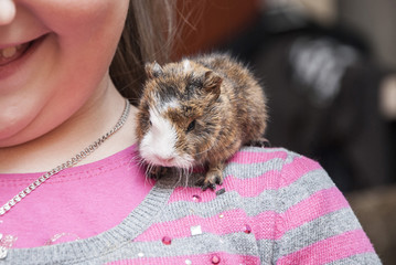 Guinea pig in child's hands