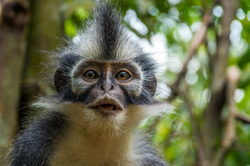 frecher Thomas-Langur