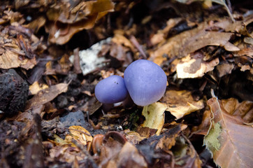 purple mushrooms in the woods